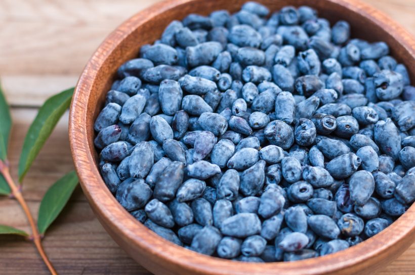 The Allure of the Haskap Berry: A Nutritional Powerhouse