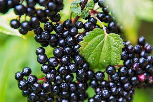 Elderberry: A Nutrient-Rich Berry with Immune and Metabolic Benefits