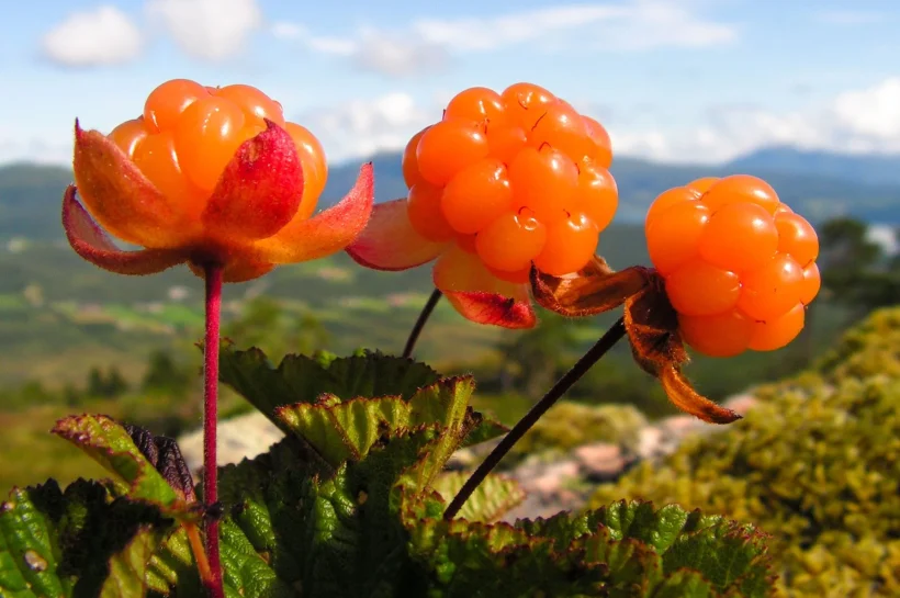 Cloudberries The Golden Treasure of the North