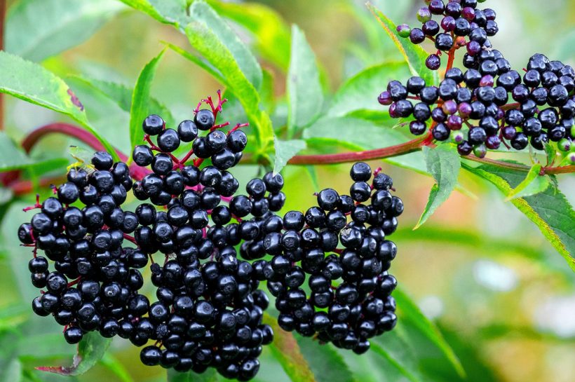 Elderberries,  The Ancient Superfruit Powering Modern Wellness