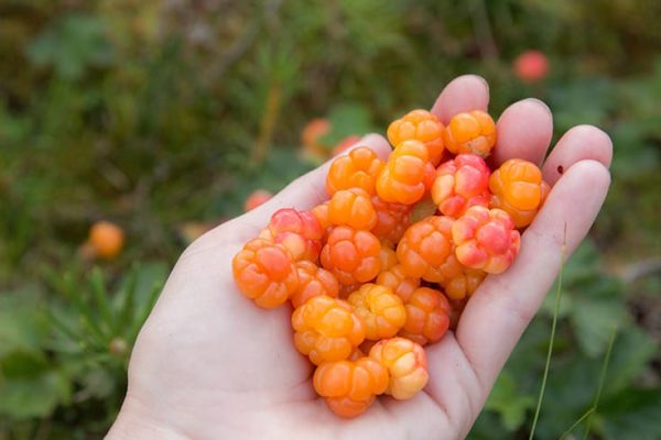 Cloudberries, The Nordic Superfruit You’ve Probably Never Tasted