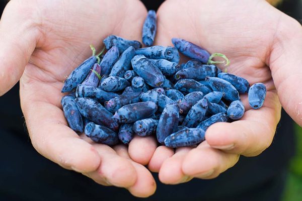 Haskap Berries, The Antioxidant-Rich Superberry You’ve Probably Never Tried