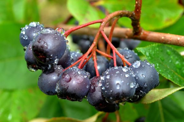Aronia, The Ink‑Black Berry Redefining Antioxidant Power