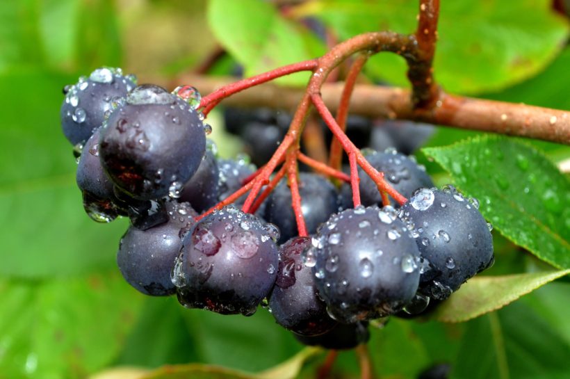 Aronia, The Ink‑Black Berry Redefining Antioxidant Power